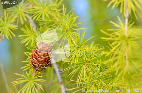 Image of Pine cones on branch