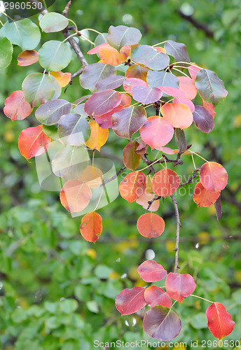 Image of red, yellow and orange autumn leaves of pear trees