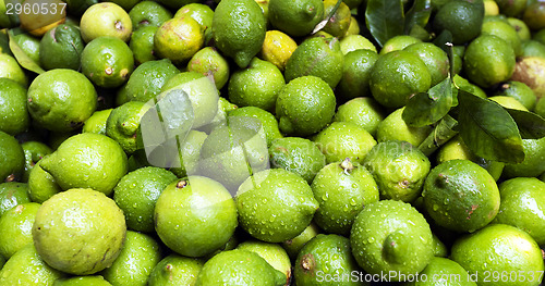 Image of Citrus fruit