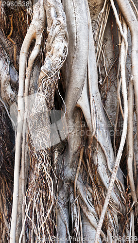 Image of Trunk and roots of old ficus (background)