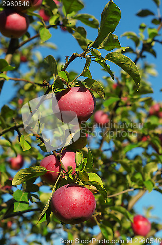 Image of Red apples on a branch against the blue sky