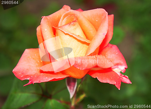 Image of Beautiful flower light pink rose close-up