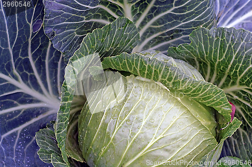 Image of Cabbage closeup as background