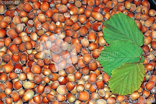 Image of Hazelnuts close-up as background