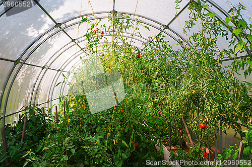 Image of Tomatoes growing in a greenhouse