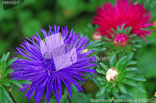 Image of Asters in the garden close up