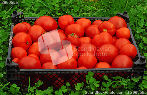 Image of Box of ripe red tomatoes on a green grass