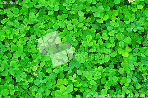 Image of Young green clover in the rain drops as background