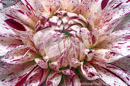 Image of White dahlia with purple spots closeup