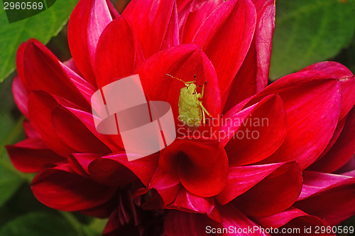 Image of Green bedbug on Crimson dahlia close-up as background