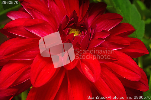 Image of Dark red dahlia close-up as background