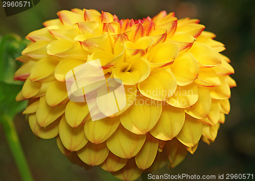Image of Yellow dahlia in the shape of heart