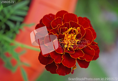 Image of A marigold flower close-up