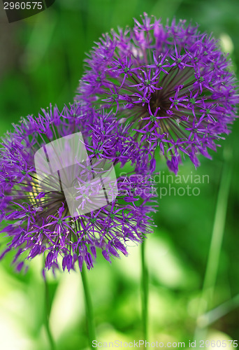 Image of Two purple inflorescences of onions