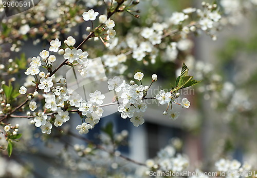 Image of Spring cherry blossoms