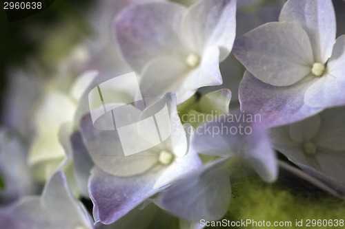 Image of Hydrangeas