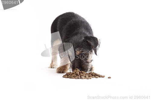 Image of Young Terrier Mix eats dog food