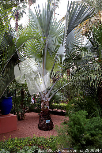 Image of Jardin Majorelle