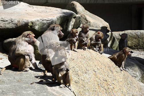 Image of Baboon family