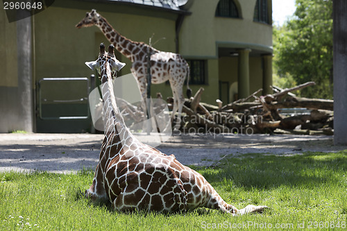 Image of Two giraffes at the zoo