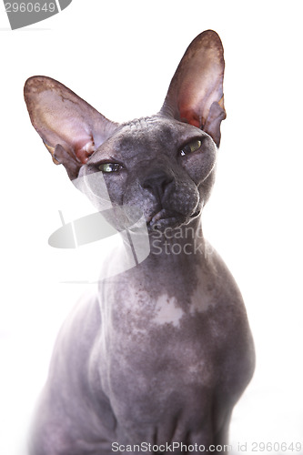 Image of Don Sphynx Cat