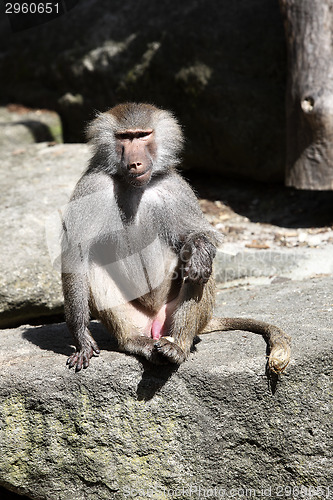 Image of Baboon sitting on a rock