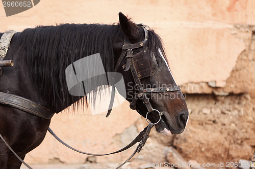 Image of Portrait of a brown horse with cart