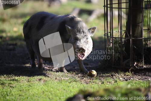 Image of Bentheim pig outdoor