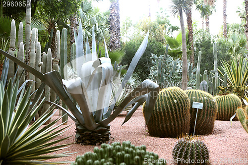 Image of Jardin Majorelle