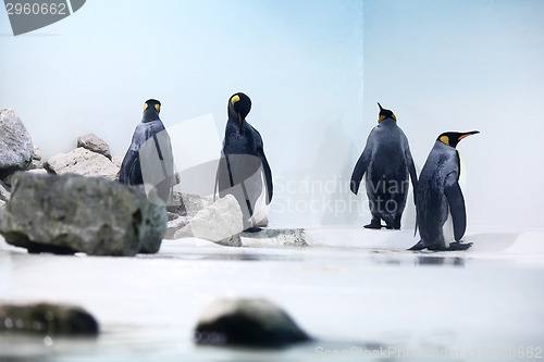 Image of Penguins