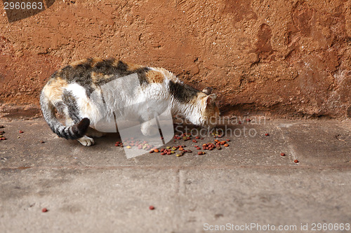 Image of Poor and ill stray cat