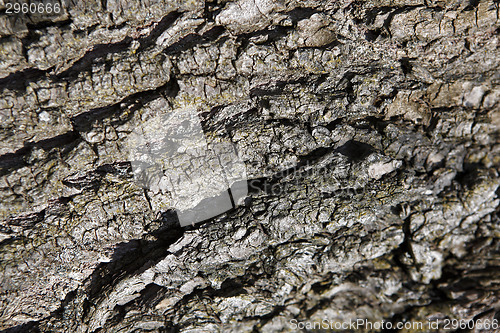 Image of Bark of a tree