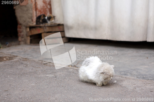 Image of Poor and ill stray cat