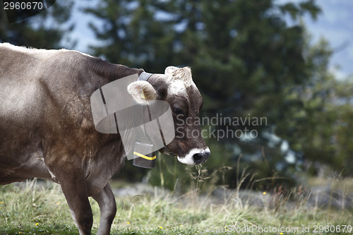 Image of Cow cattle drive in the Alps