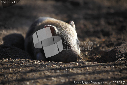 Image of Bentheim pig outdoor