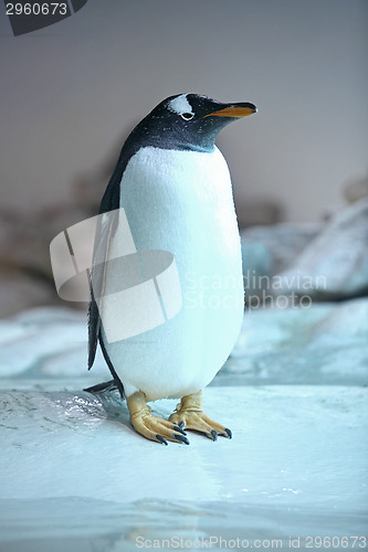 Image of Penguin