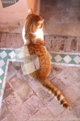 Image of Red cat sitting on a terrace