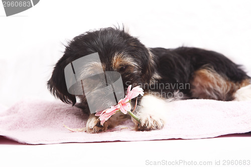 Image of Young Terrier on the blanket