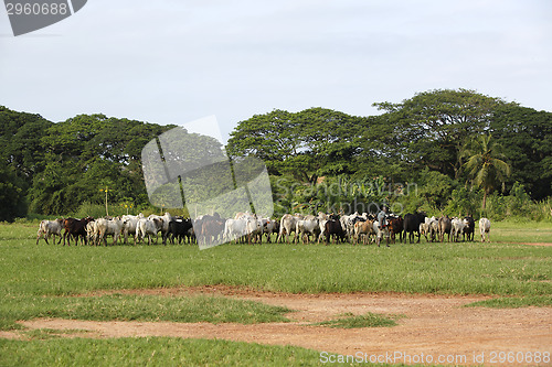 Image of Afrikan cattle between green palms