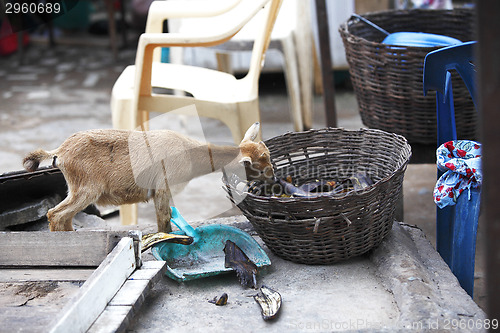 Image of Young african goat eats plantain