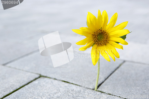 Image of Beautiful yellow sunflower is growing through a stone ground