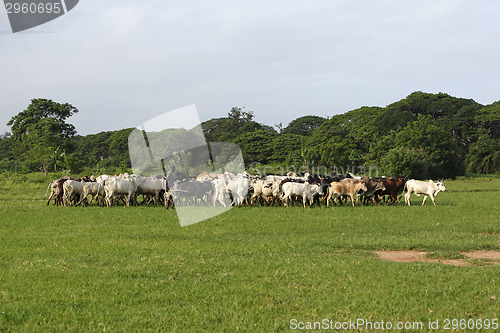 Image of Afrikan cattle between green palms