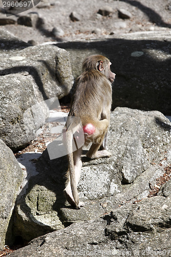 Image of Baboon sitting on a rock