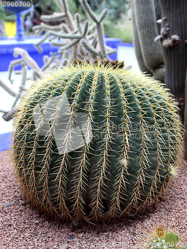 Image of Jardin Majorelle