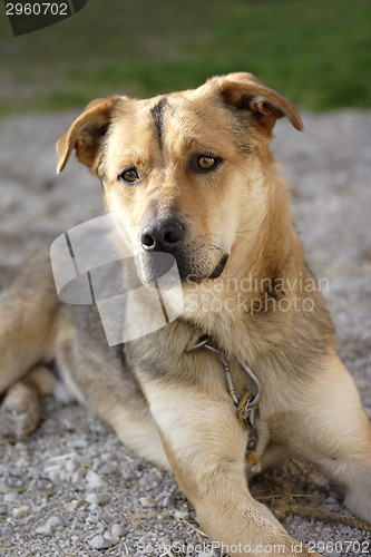 Image of Attentive German shepherd dog