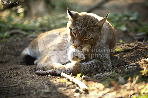 Image of Lynx in the forest