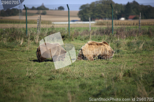 Image of Two brown bears