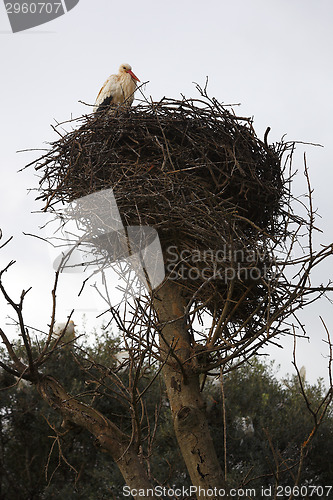Image of Stork sitting in the nest