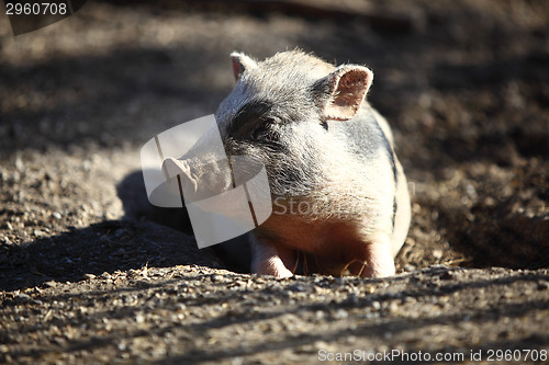 Image of Bentheim pig outdoor