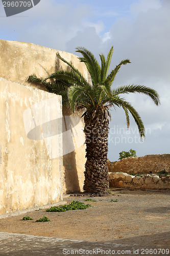Image of Palm in El Jadida, Morocco